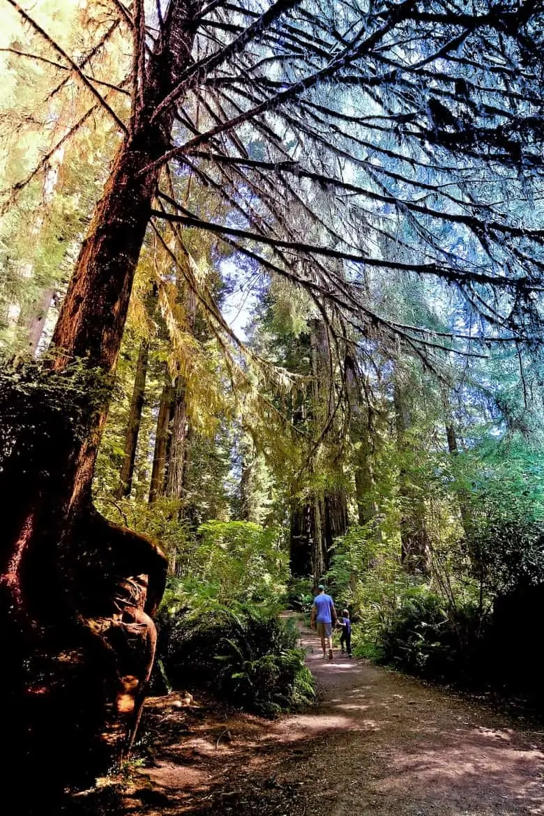 father-and-son-walking-in-nature-holding-hands