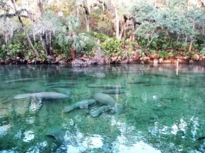 blue spring state park manatee