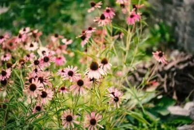 echinacea