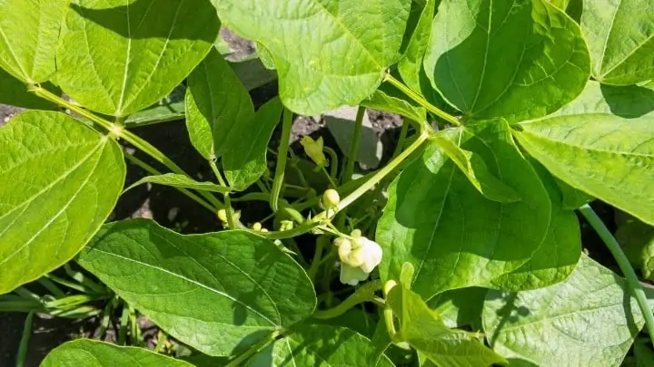 green bean plants