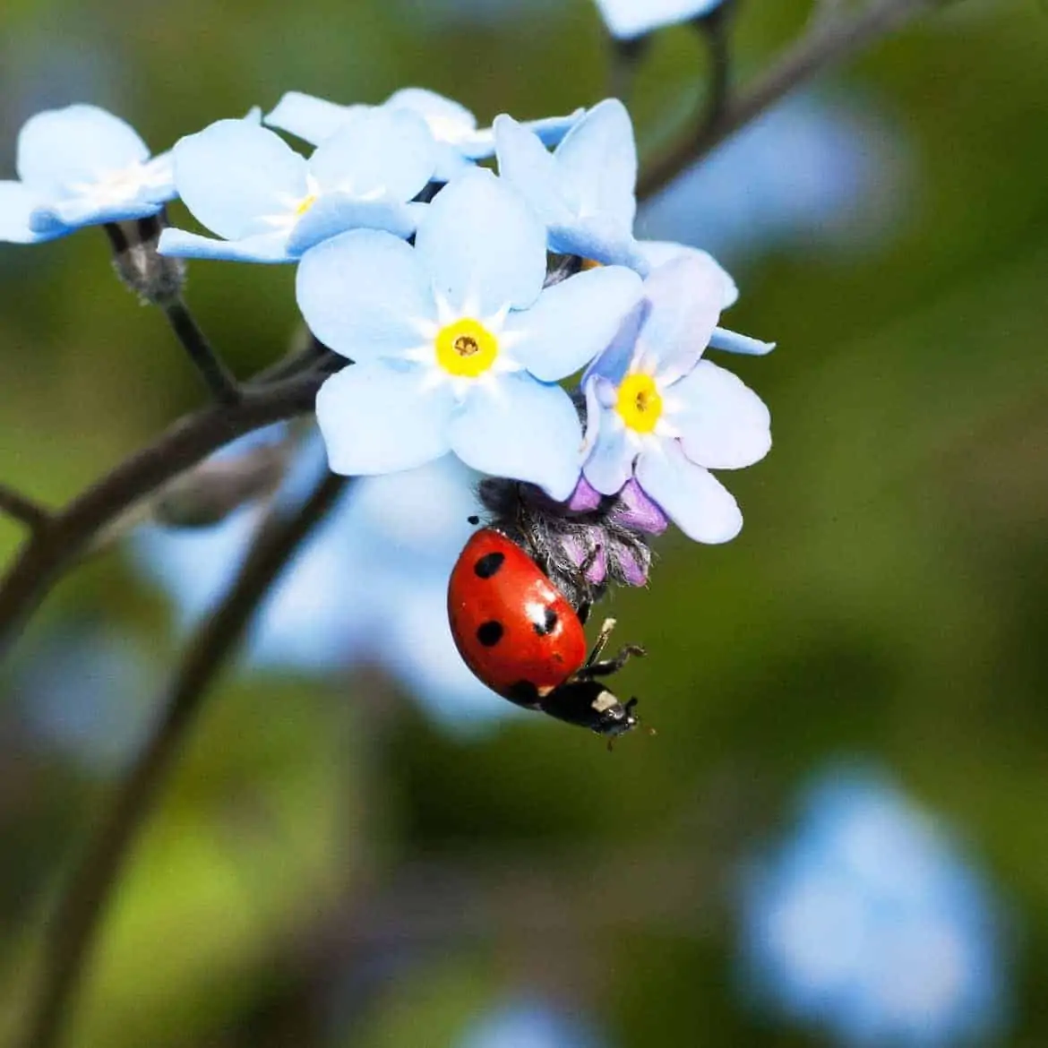 ladybug