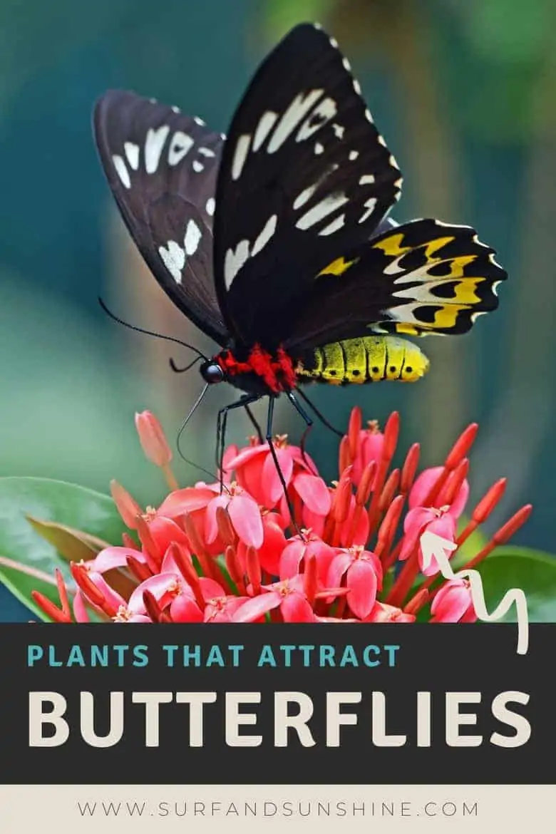 plants that attract butterflies