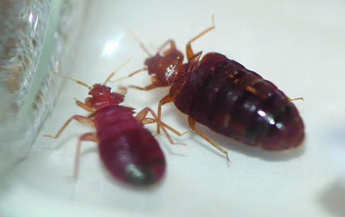 what do bed bugs look like