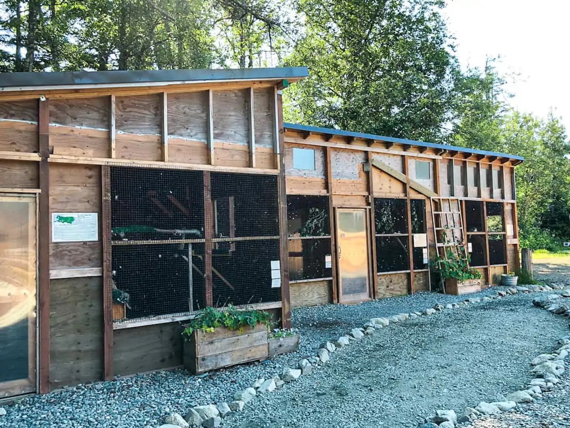 American Bald Eagle Foundation Haines Alaska