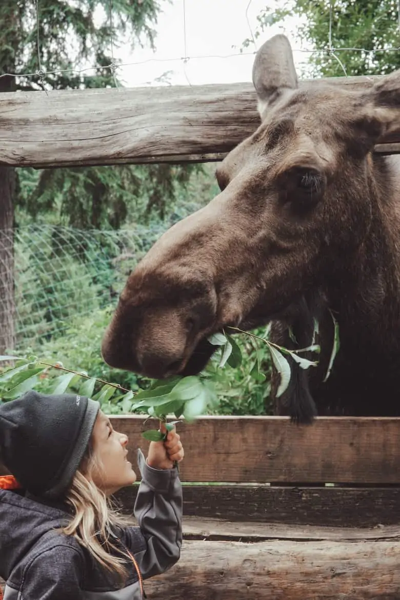 Kroschel Wildlife Center Haines Alaska moose encounter