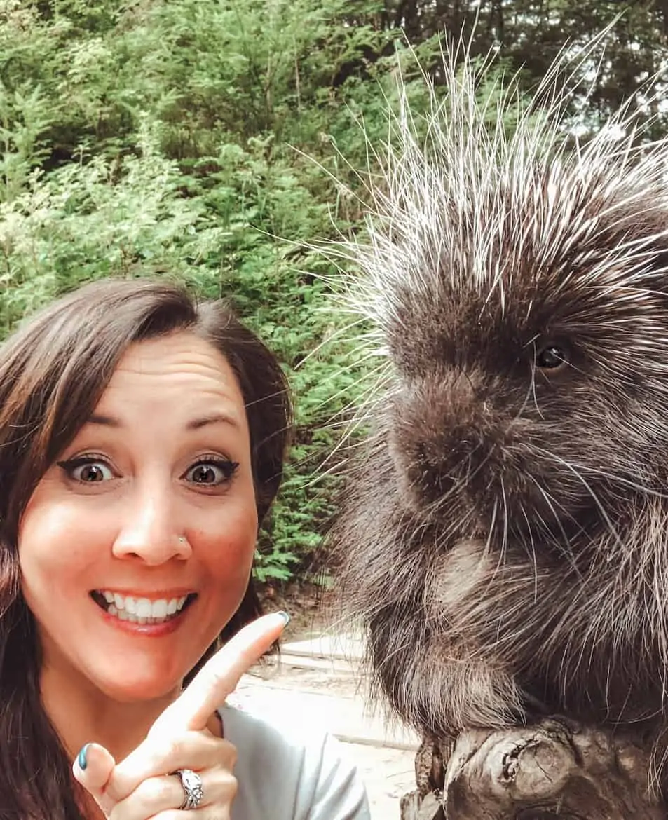 Kroschel Wildlife Center Haines Alaska porcupine