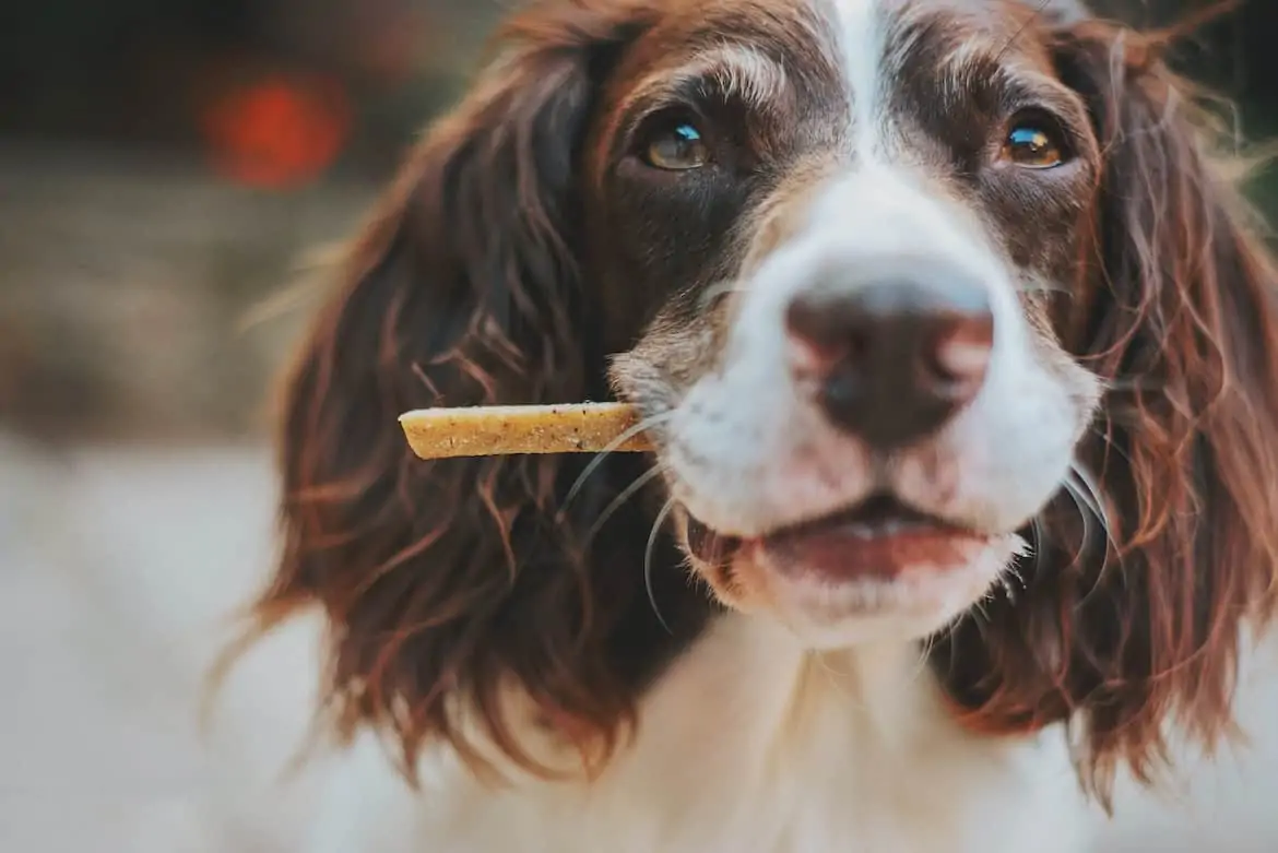 dog carrying treat