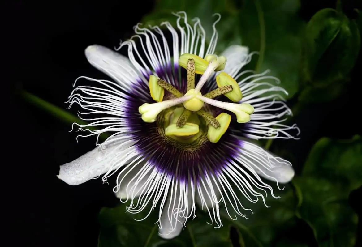 passion fruit benefits flower