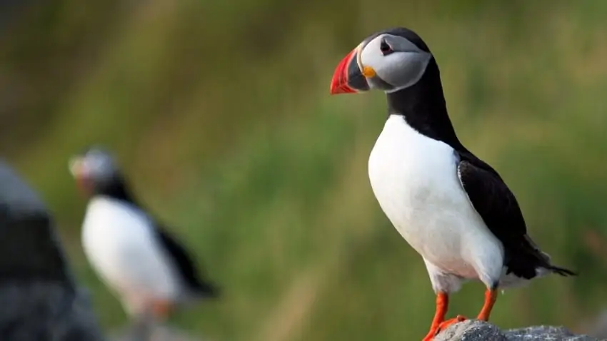 Runde Island Puffin Watching