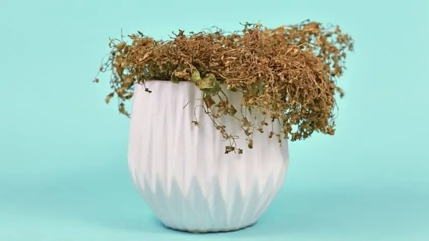 dead plant