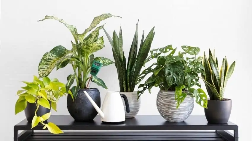 benefits of indoor plants (2)