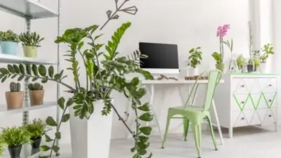 benefits of indoor plants (2)