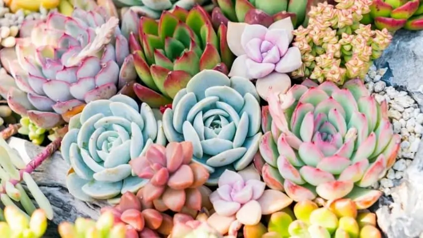 succulents