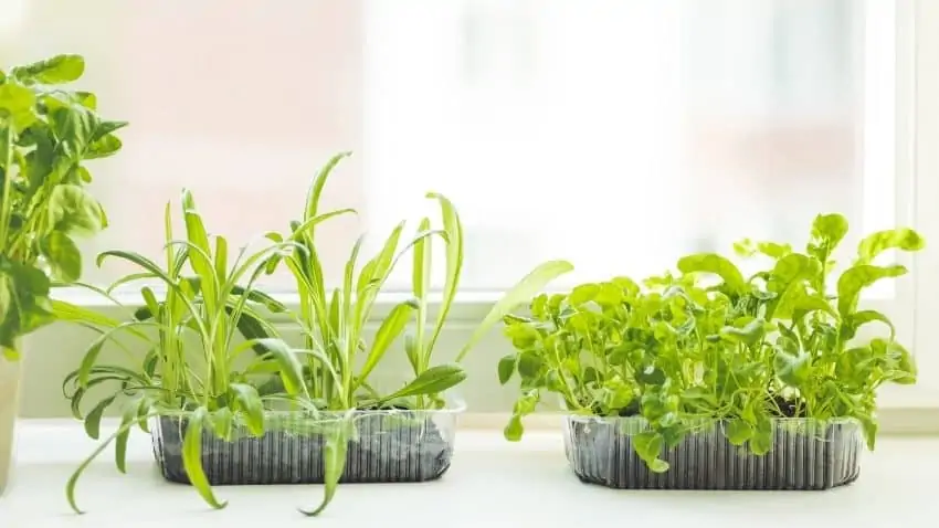 windowsill herb garden