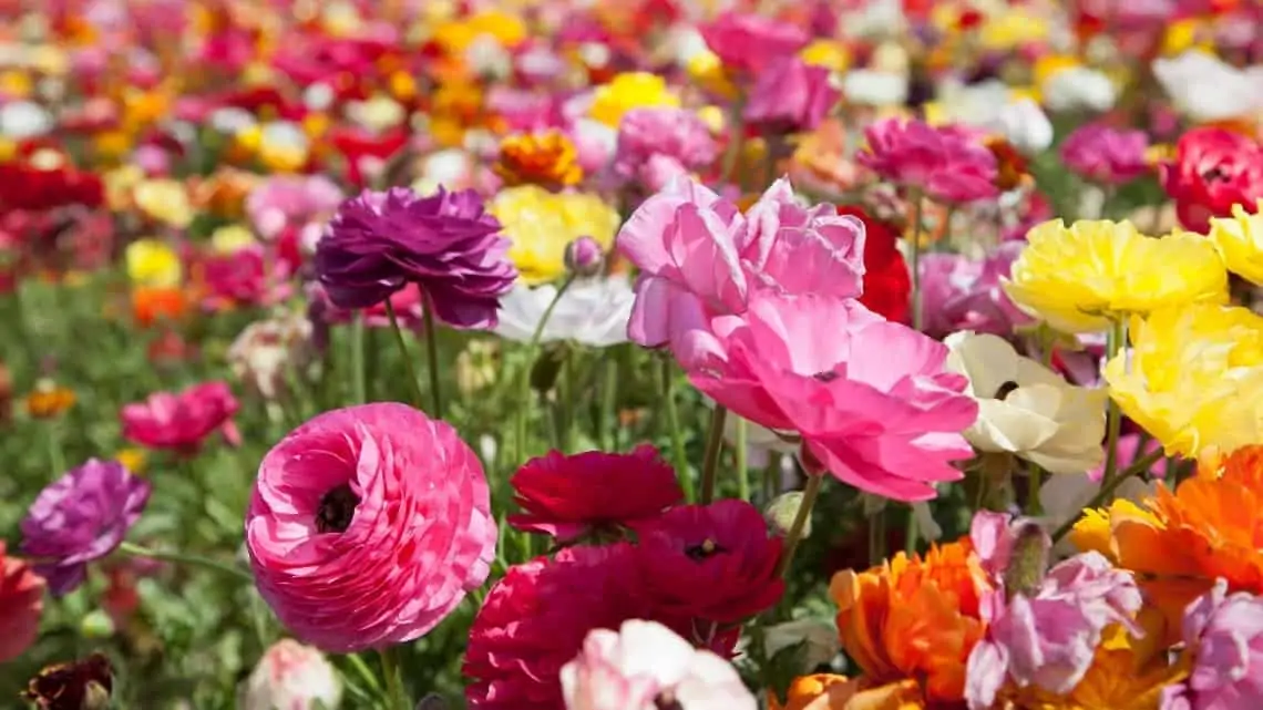 Carlsbad Flower Fields