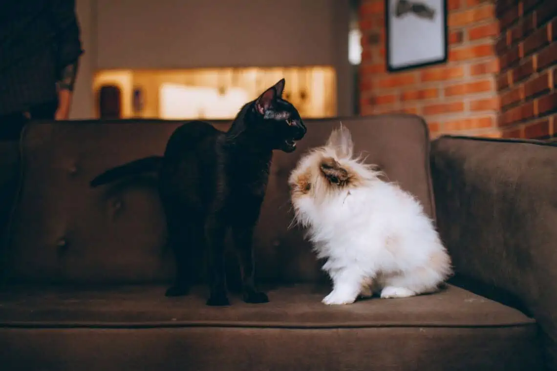 cat meowing at rabbit -  - Can Cats and Rabbits Be Friends?