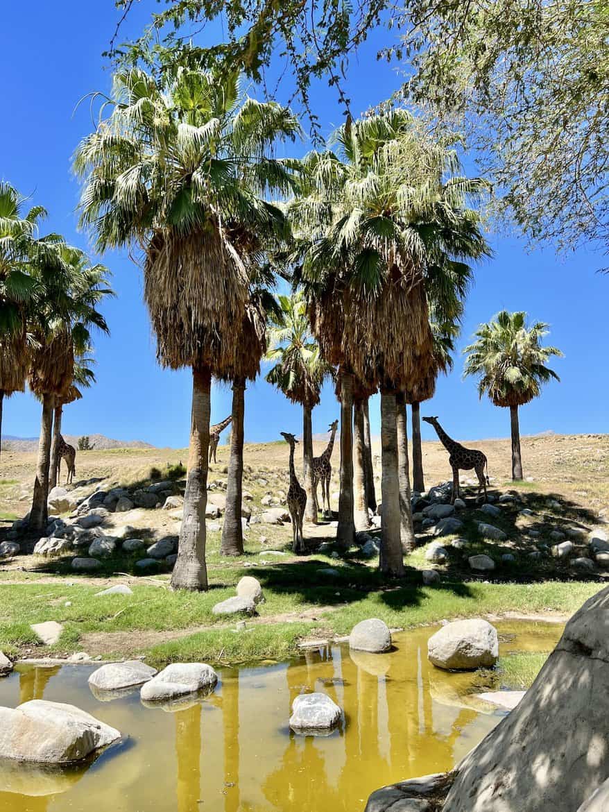 Living Desert Giraffe Surf and Sunshine