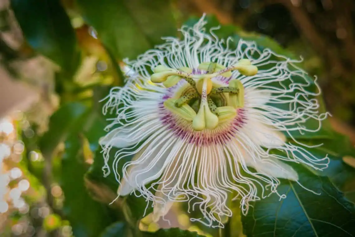 granadilla flower -  - Sweet Granadilla, the Next Superfruit?