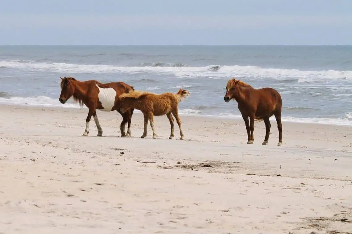 assateague island ponies