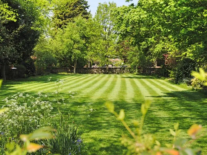 beautiful lawn