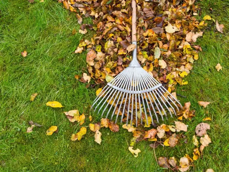 raking fall leaves