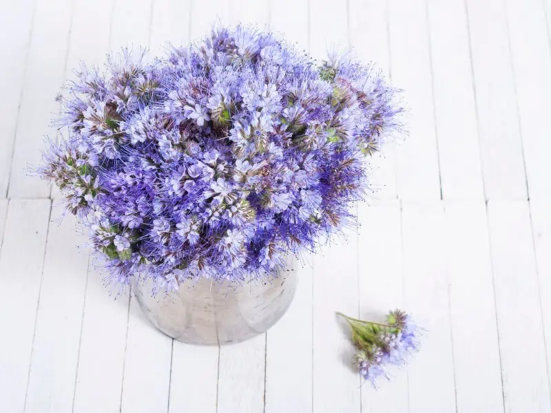 blue tansy flowers