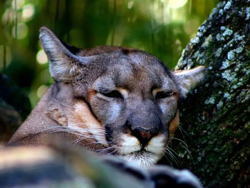 florida panther