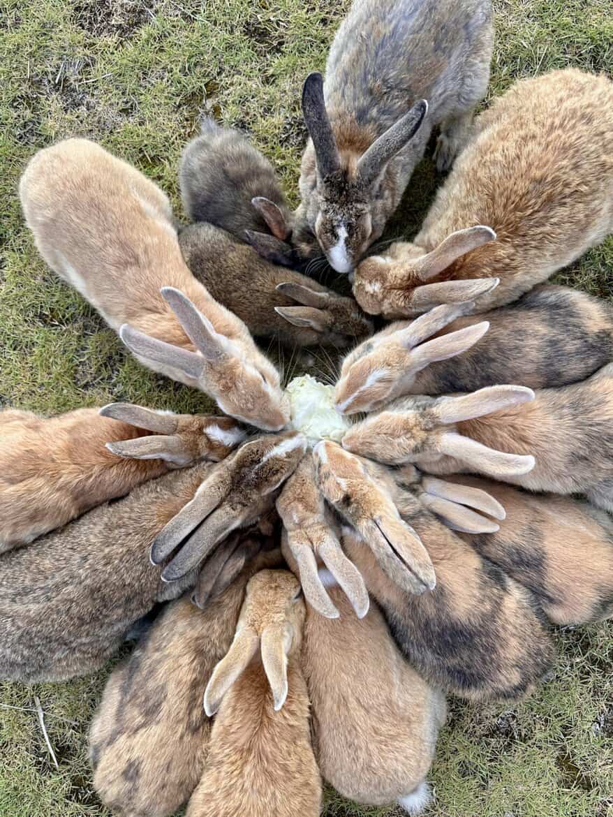 Surf and Sunshine Okunoshima Rabbit Island Japan 4