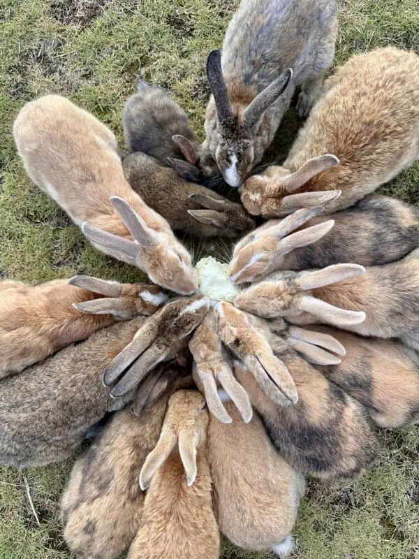 Surf and Sunshine Okunoshima Rabbit Island Japan 4