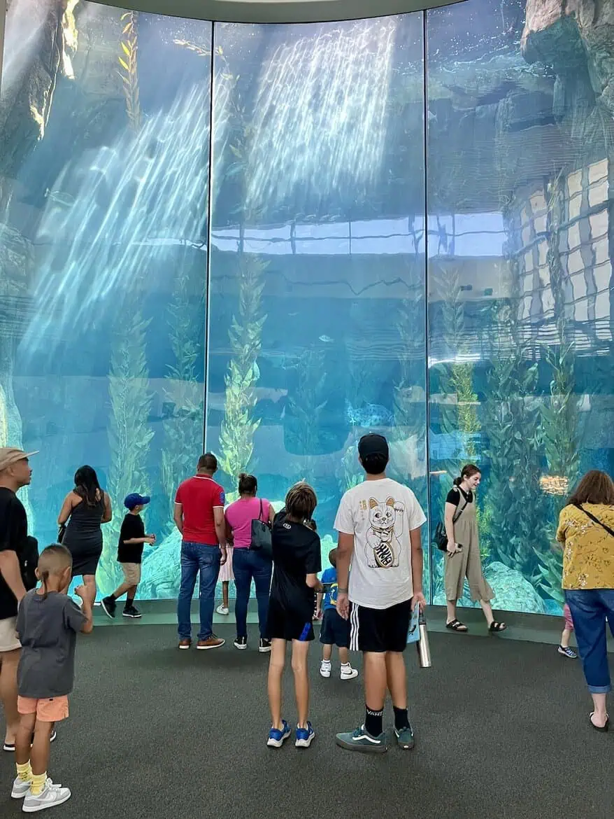 aquarium of the pacific surfandsunshine
