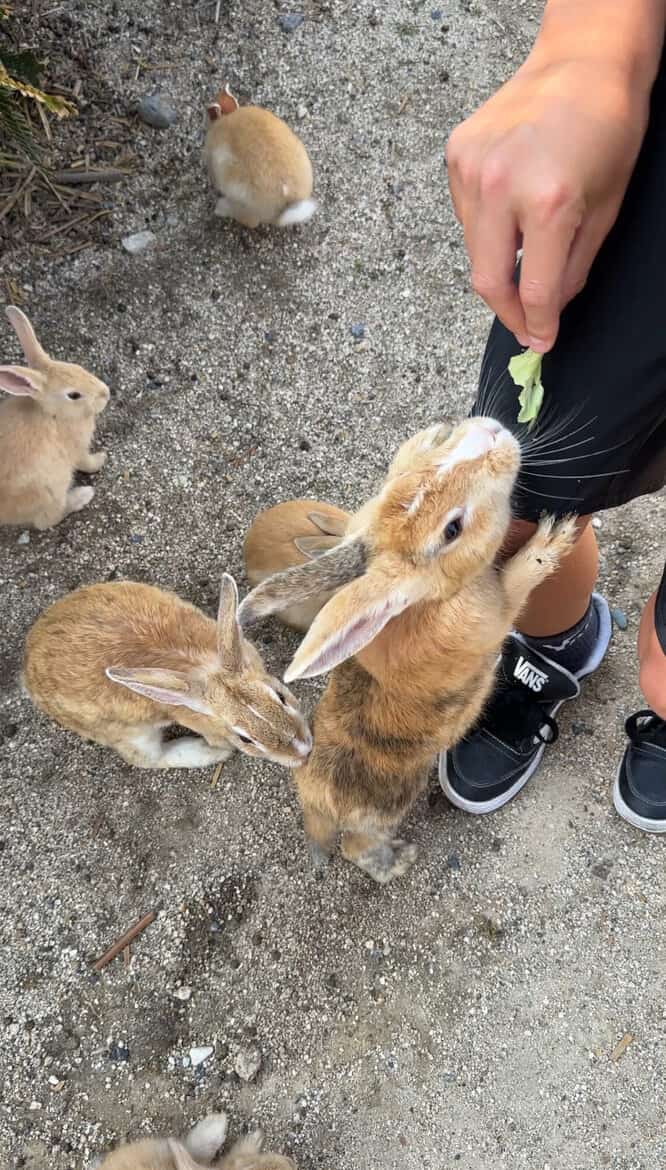 okunoshima bunny island surfandsunshine