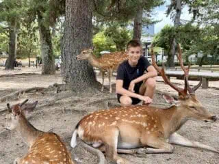 Nara Park Travel Guide: How to Survive (and Love) Japan’s Deer Paradise