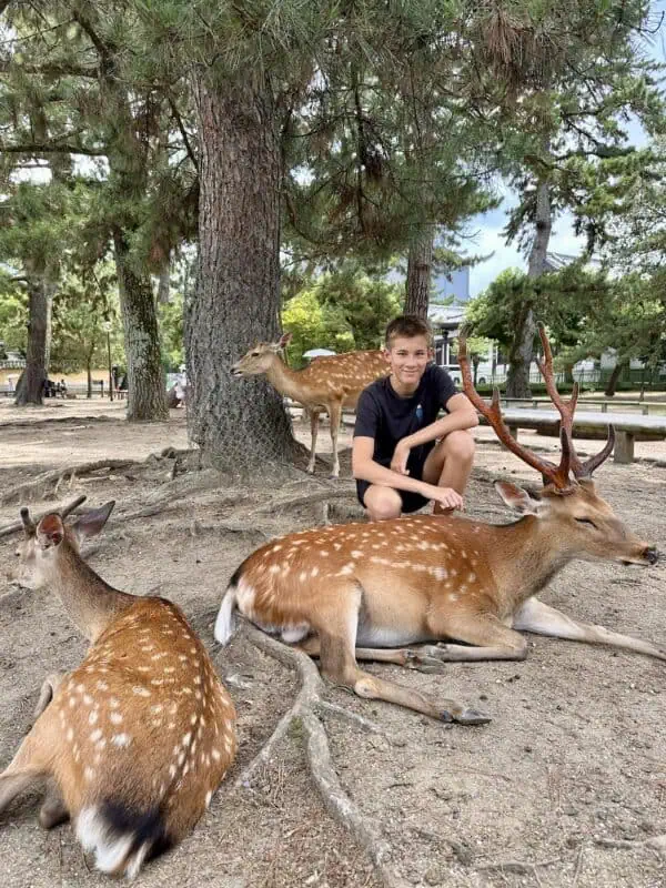 nara park bowing deer surfandsunshine 1