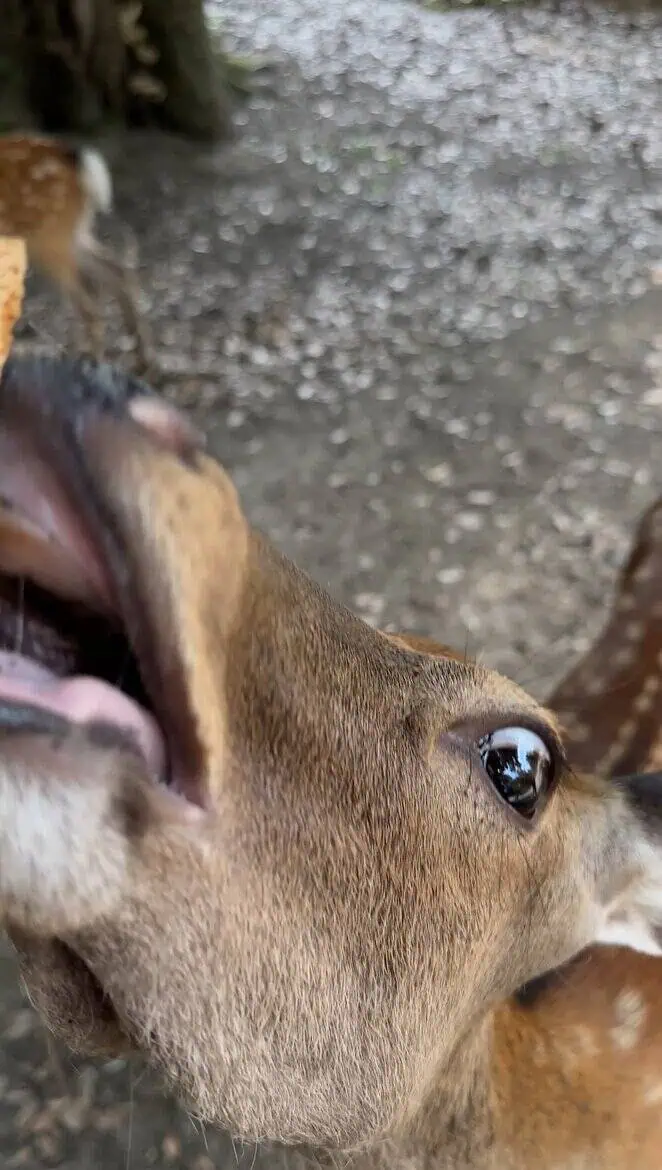 nara park bowing deer surfandsunshine 2