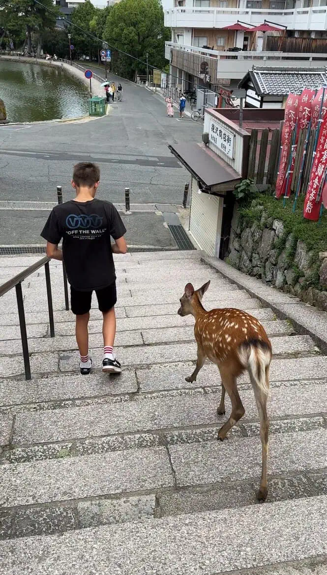 nara park bowing deer surfandsunshine 4