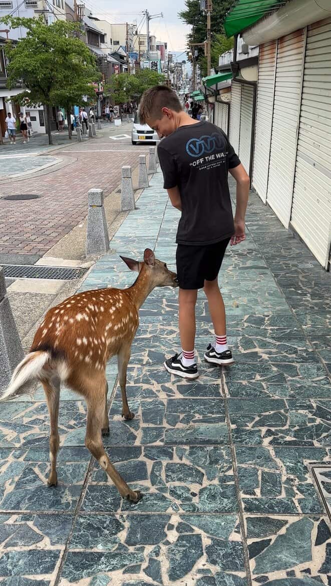 nara park bowing deer surfandsunshine 5