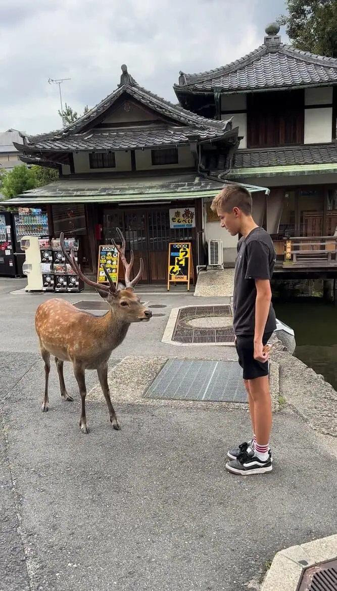 nara park bowing deer surfandsunshine 6