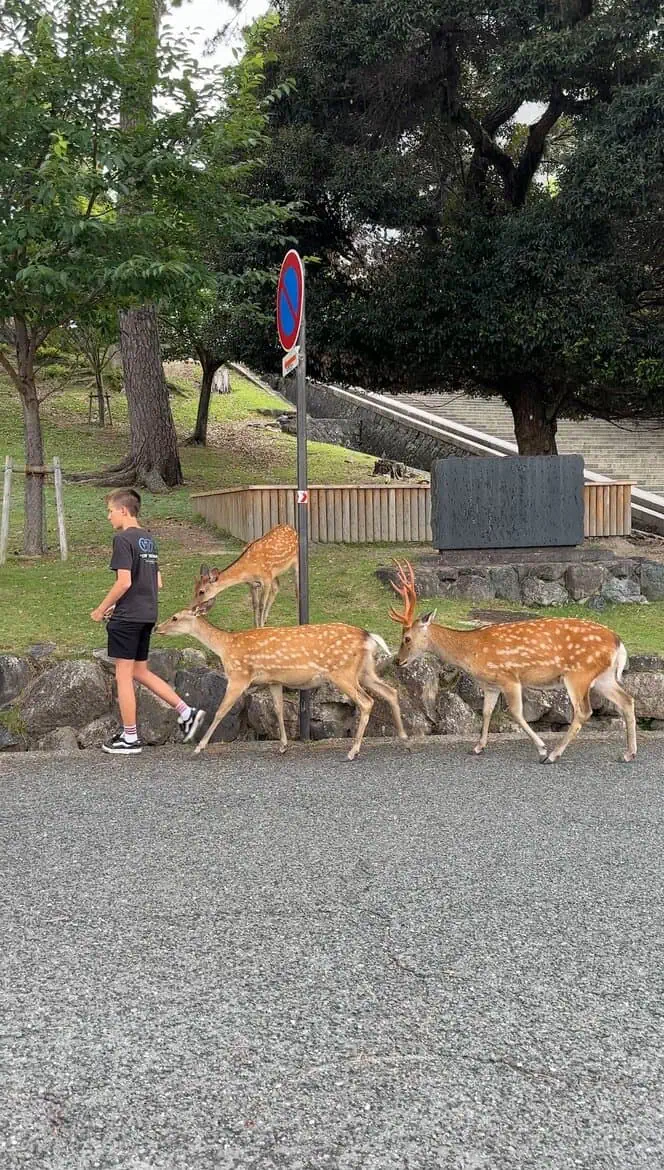 nara park bowing deer surfandsunshine 7 1
