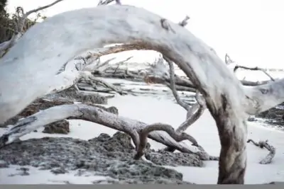 Boneyard Beach