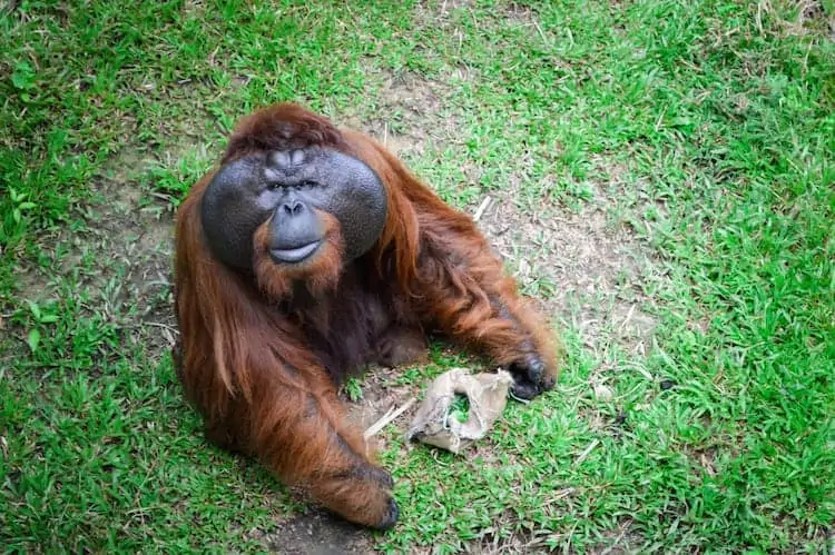 Orangutan