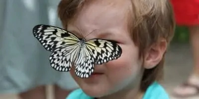 aruba butterfly