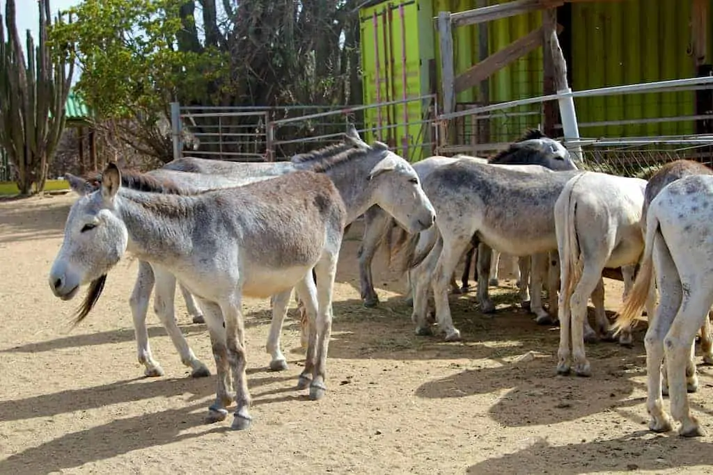 donkey sanctuary aruba