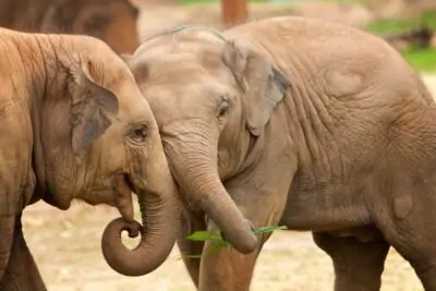 baby elephants