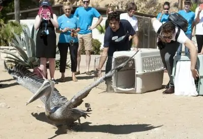 dawn bird release