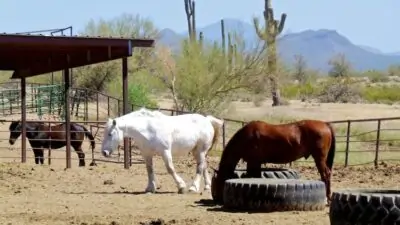 horseback riding in arizona 13 1