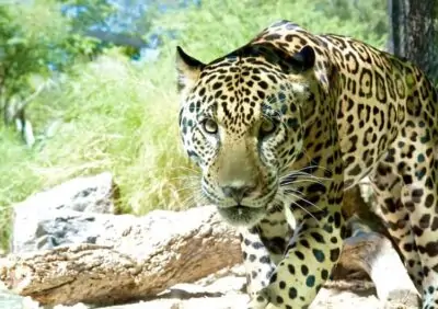 leopard