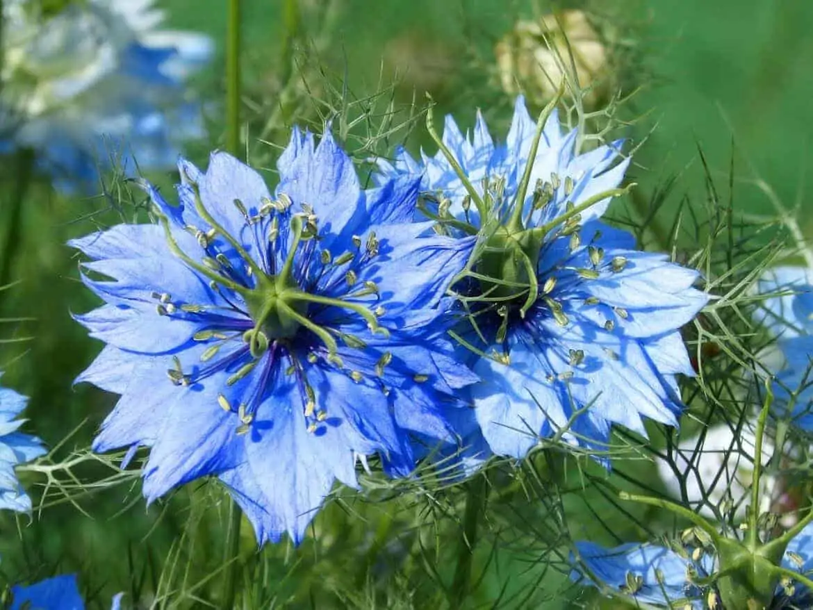 easy to grow flowers nigella