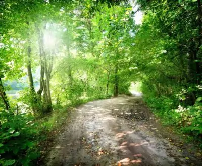 path road forest trees