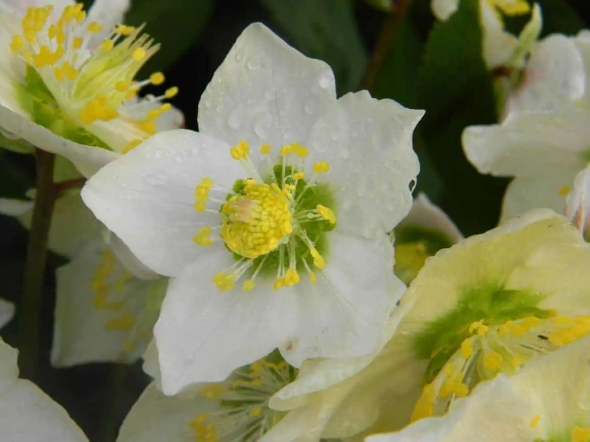 easy to grow flowers hellebore