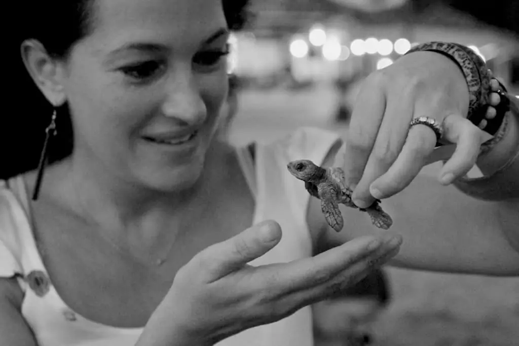 Sea turtle release puerto vallarta